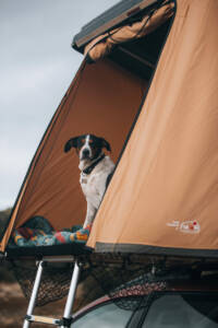 Chien en Hussarde Jordan Colin