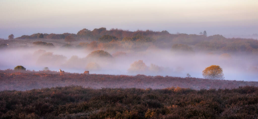 Parc de Newforest